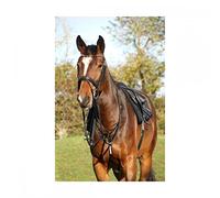 HY EQUESTRIAN Rosciano Rose Gold Bridle - Black/Rose Gold - Pony