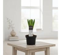 Hya A Mtfl Wit Pot Size 9 Cm Height 15 Hyacinth Indoor Houseplant