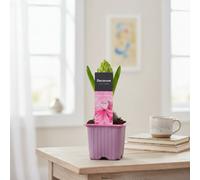 Hya A Pink Pearl 1Pp Pot Size 7 Cm Height 12.5 Hyacinth Indoor Houseplant