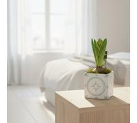 Hya Hl14990 Verde Alegre Pot Size 9 Cm Transport Height 21 Hyacinth Indoor Houseplant