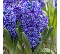 Hyacinth 'Blue Trophy' 2L Plant.