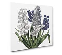 Hyacinth Flowers by Robert John Thornton Canvas Print | Gallery Wrapped 30mm Frame Wall Art | 20x20 inches | Ready to Hang | Retro Floral Picture | Living Room Bedroom Lounge Office