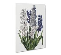 Hyacinth Flowers By Robert John Thornton Canvas Print | Gallery Wrapped 30mm Frame Wall Art | 24x16 inches | Ready to Hang | Retro Floral Picture | Living Room Bedroom Lounge Office