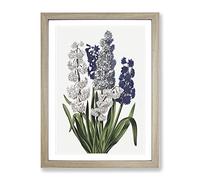 Hyacinth Flowers By Robert John Thornton Vintage Framed Print | A3 Oak Framed Wall Art | Ready to Hang | Classic Floral Picture | Living Room Bedroom Lounge Office
