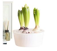 Hyacinth Hydroponic Planter - 3-Hole Transparent Bulb Container for Indoor Gardening, Elegant Flower Vase Apartments, Offices, Kitchens, Bedrooms, and Windowsills Perfect for Gardeners and Beginners