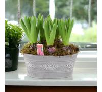Hyacinth Planted Leafy Vine Trough Fragrant Spring Bulbs Garden Plant