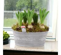 Hyacinth Planted Leafy Vine Trough Fragrant Spring Bulbs Garden Plant