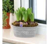 Hyacinth Planted Leafy Vine Trough Fragrant Spring Bulbs Garden Plant