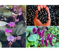 Hyacynth Beans | Organic | Lablab 10 seeds