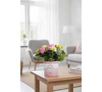Hydr M Early Rosa 2 Ceramic Youre The Bloom Pot Size 10 Cm Height 25 - Ill Translate Dutch Terms In List E.g., Rood Red, Wit E, Zi