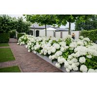 Thompson & Morgan Hydrangea Strong Annabelle 3 Litre Potted Plant X 2 - Shrub - Ideal For Shade