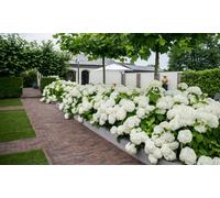 Hydrangea arborescens Annabelle : Three Plants