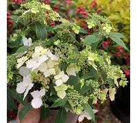 Hydrangea Cloud Nine 3 Litre Pot Stunning White Lacecap Flowers Hardy Shrub For Borders & Patios Thompson & Morgan