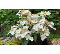 Thompson & Morgan Hydrangea Cloud Nine 9Cm Potted Plant X 1
