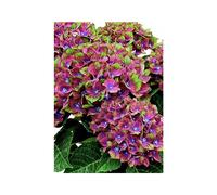 Hydrangea Glam Rock Colour Changing Hardy Shrub in 2 to 3L Pot