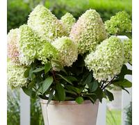 Hydrangea Little Fresco Deciduous Perennial Garden Ready Shrub in Plant Pot