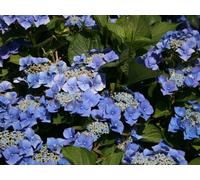 Hydrangea Macrophylla Blaumeise Lace Cap Garden Shrubs Pack of 3 Direct Plants Multi One Size
