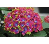 Hydrangea Macrophylla Glam Rock Hardy Shrub: One