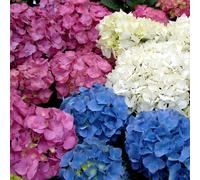 Hydrangea macrophylla Mixed Colours (9cm, 3 Pack)