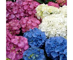 Hydrangea macrophylla Mixed Colours (9cm, 3 Pack)