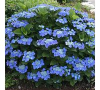 Hydrangea macrophylla Teller Blue - Deciduous Hardy Shrub in Pot, Blue Lacecap Blooms on Acid Soil (9CM_HYDTBL_#1_GD)