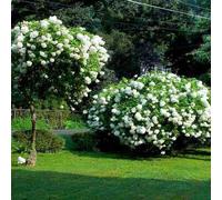 Hydrangea paniculata Grandiflora (9cm)
