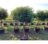 Hydrangea paniculata 'LimeLight’ Tree 65L 190cm