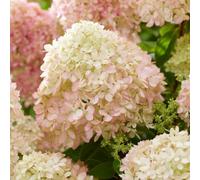 Hydrangea paniculata 'Living Little Love' - 12cm Pot x 1 - Colour-Changing Blooms for Up to 100 Days - Compact & Hardy Shrub - Perfect for Shady Spots - Thompson & Morgan