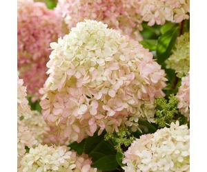 Hydrangea paniculata 'Living Little Love' - 12cm Pot x 1 - Colour-Changing Blooms for Up to 100 Days - Compact & Hardy Shrub - Perfect for Shady Spots - Thompson & Morgan