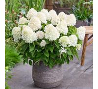 Hydrangea Paniculata Living Sugar Rush 12Cm Pot - Compact White Flowers Long Bloom Hardy Shrub For Uk Gardens Thompson & Morgan