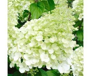 Hydrangea paniculata Polar Bear Compact Deciduous Flowering Garden Shrub Plant (20-30cm (Incl. Pot))