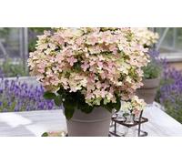 Thompson & Morgan Hydrangea Paniculata Switch Ophelia - 3 X 9Cm Potted Plants