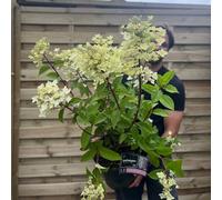 Hydrangea paniculata 'Wim's Red' 3L / 10L, 10L