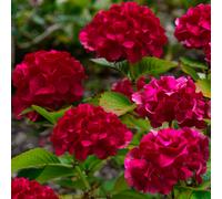 Hydrangea paniculata Wims Red Compact Deciduous Potted Shrub Garden Plant