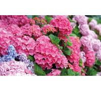 Hydrangea Plant in 10.5cm Pot: Early Pink/Two