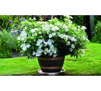 Hydrangea Runaway Bride Potted Plants:One