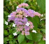 Hydrangea Serrata Summerglow 14Cm Potted Plant Hardy Shrub
