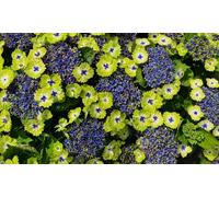 Thompson & Morgan Hydrangea Teller Green Dream Pink 14Cm Potted Plant X 2