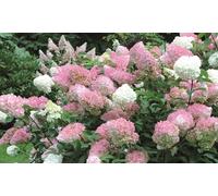 Hydrangea Vanilla Fraise : 1 Plant in 3.6L Pot