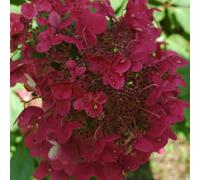 Hydrangea ‘Wims Red’ 4L Plant. Colour Changing White, Pink, Wine-Red Flowers. Deciduous Shrub. Available from Bedwen Plants