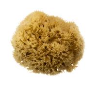 Hydrea London Natural Sea Sponge 5-5.5"- Premium Mediterranean Honeycomb Unbleached Natural Sponge for Bath and Shower for Adults, Women, Men Children and Baby