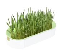 Hydroponic Cat Grass Growing Set - Fresh Fiber Indoor Wellness Garden, Soil-Free Pet Digestion Grass, Natural Control Kit, Easy Grow Kitten Enrichment Toy, Free Organic Greens | For