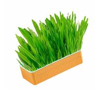 Hydroponic Cat Grass, Kit Soil Growing Catnip with for Digestion Planting Box Indoor Household and Oral Health, Growing, Includes Planter Blue Orange (Blue Orange)