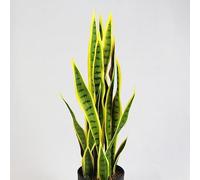 HYGRAD BUILT TO SURVIVE Artificial Indoor Plant, Perfect Fusion Lifelike Beauty Effortless Maintenance Crafted Precision Vibrant Greenery, Enhancing Space Touch Of Nature's Tranquility (SNAKE PLANT)