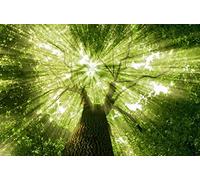 HYMZHL Photo Wallpaper Green Tree 3D Wall Mural Non-Woven Art Print Poster Picture Modern for Living Room Kids Bedroom 169.3 x 118.1 inches(WxH)