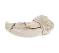 HYTROVE Polar Bear Claw Decor Realistic Resin Sculpture with Stable Placement for Desktop Ornament and Mantelpiece Decor for Nature Lovers