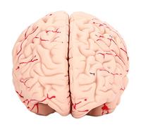 Hyuduo Human Brain Mugg Skull Model Investigation Tool for Kids, Educational Study At School Home Pvc Material