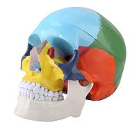 Hztyyier Paint Human Skull Model with Jaw movement: Color Detection Card for Easy Identification