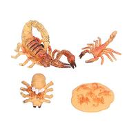 Hztyyier Scorpion Life Cycle Educational Toy Set Visualize Stages Baby to Adult for Kids 3+ Years Old Plastic Material (Scorpion growth cycle 2)