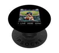 I Live Here Now Funny Pitbull Funny Baseball Field Meme PopSockets Adhesive PopGrip